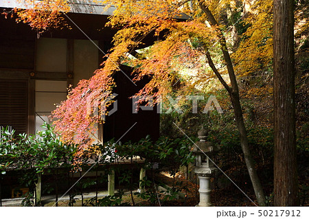 真如寺の紅葉 真如寺の紅葉 50217912