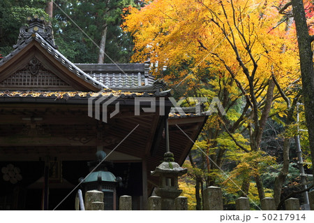 真如寺の紅葉 50217914