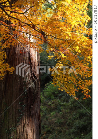 真如寺の紅葉 真如寺の紅葉 50217917