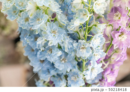 Bunch of fresh delphinium on table. Bouquet of delphinium. gradient flowers from blue to purple 50218418