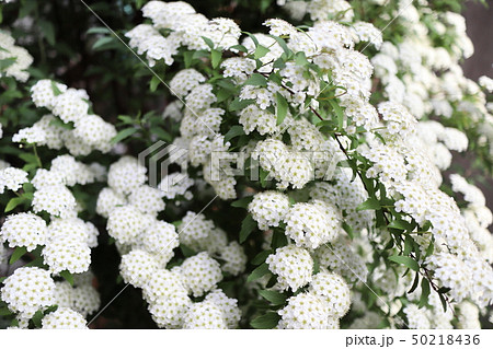 こでまり 50218436