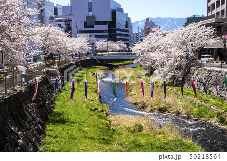 信州　長野県松本市ナワテ通り裏の女鳥羽川の桜とこいのぼり 50218564