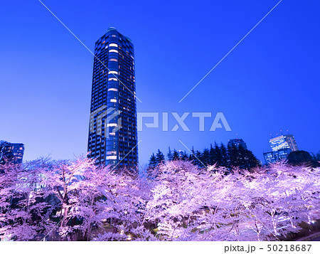 東京ミッドタウン　桜ライトアップ 50218687