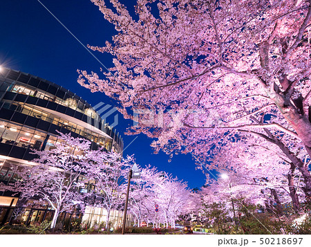 東京ミッドタウン 桜ライトアップの写真素材