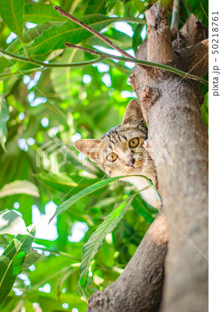 Cute tabby Kitten Relaxing on top of Tree. Cute tabby Kitten Relaxing on top of Tree. 50218761