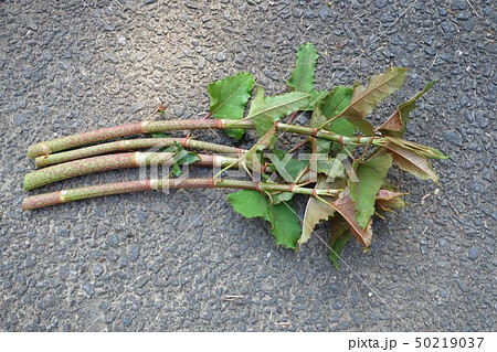 イタドリ イタドリ 50219037