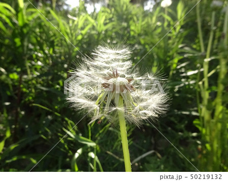 タンポポの綿毛 50219132