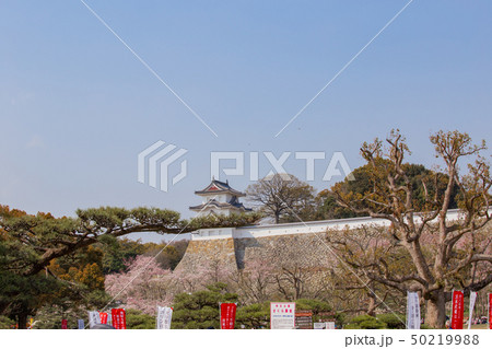 明石城と桜 明石城と桜 50219988