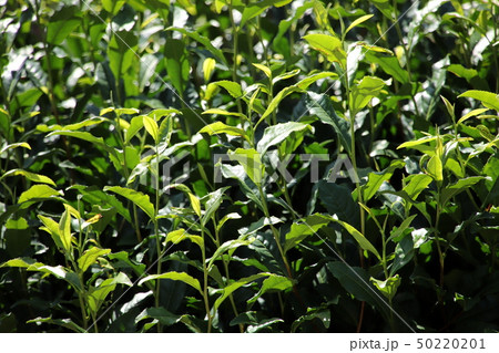 伊勢茶の畑 伊勢茶の畑 50220201