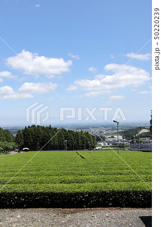 伊勢茶の畑 50220239