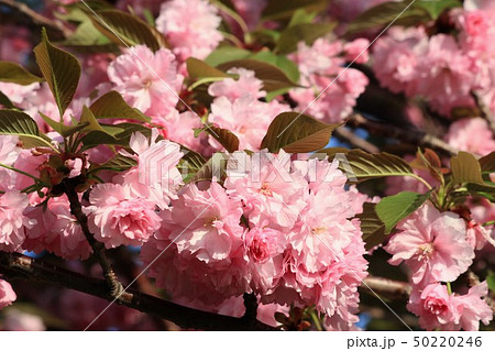 木の花:八重桜:天の川河川敷公園。桜並木:大阪府枚方市 木の花:八重桜:天の川河川敷公園。桜並木:大阪府枚方市 50220246