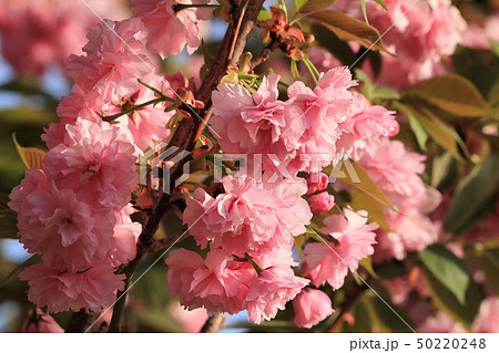 木の花:八重桜:天の川河川敷公園。桜並木:大阪府枚方市 木の花:八重桜:天の川河川敷公園。桜並木:大阪府枚方市 50220248