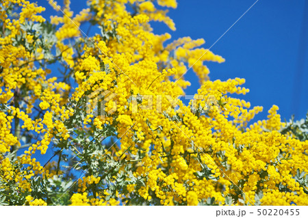 黄色いギンヨウアカシアの花 50220455