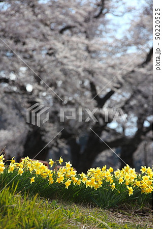 満開の一目千本桜 50220525