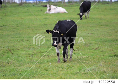 北海道　根室地方　放牧される牛 50220558