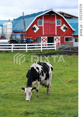 北海道 根室地方 牧場の風景 北海道 根室地方 牧場の風景 50220559