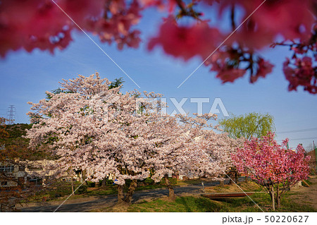 東播工業高校の桜 東播工業高校の桜 50220627