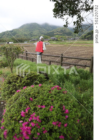 案山子のある風景 豊後高田市 案山子のある風景 豊後高田市 50220782