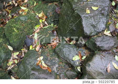 沢蟹に出会う熊野磨崖仏の参道　豊後高田市 50220785