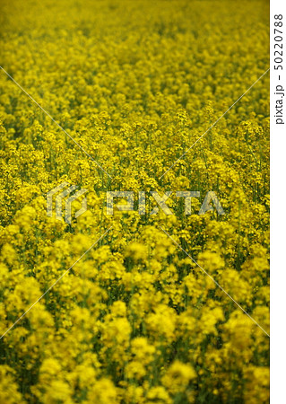 満開の菜の花畑 満開の菜の花畑 50220788