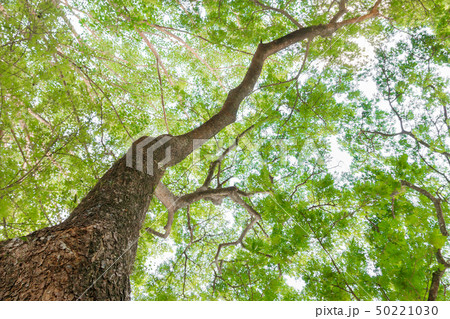 branch and leaf of tree beautiful in the forest branch and leaf of tree beautiful in the forest 50221030