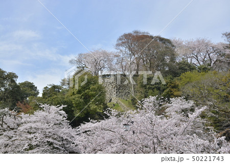 【滋賀県】彦根城の桜 50221743