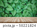 Wooden board leaves background for montage product 50221824