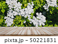 Empty wooden table top with white flower 50221831