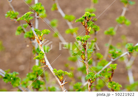 Young shoots of gooseberry blossom in spring Young shoots of gooseberry blossom in spring 50221922