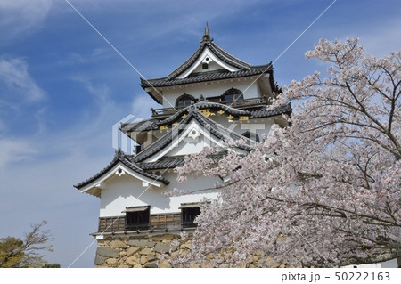 【滋賀県】彦根城の桜 50222163