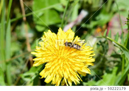 ヒラタアブ 50222179