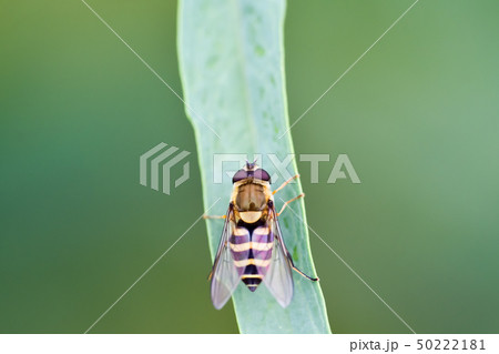 ヒラタアブ 50222181