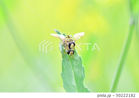 ヒラタアブ 50222182