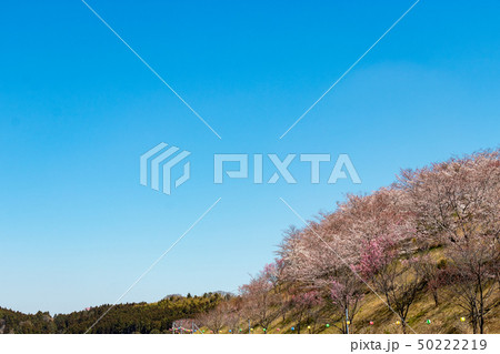 長柄ダムの桜　千葉県長生郡長柄町 50222219