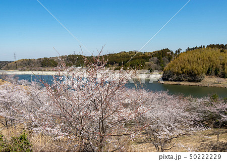 長柄ダムの桜　千葉県長生郡長柄町 50222229
