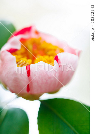 ツバキ・肥後椿の咲き始め 50222243