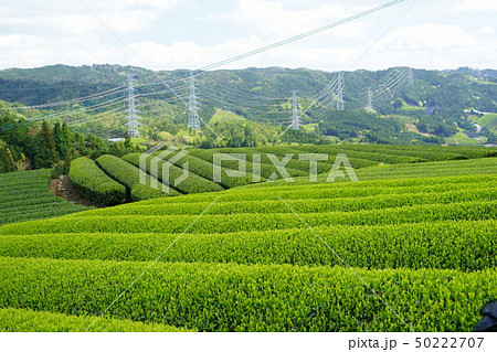京都・和束原山の新茶４ 50222707