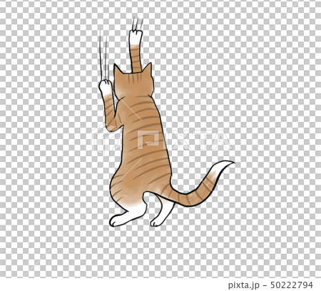 爪とぎねこ 50222794