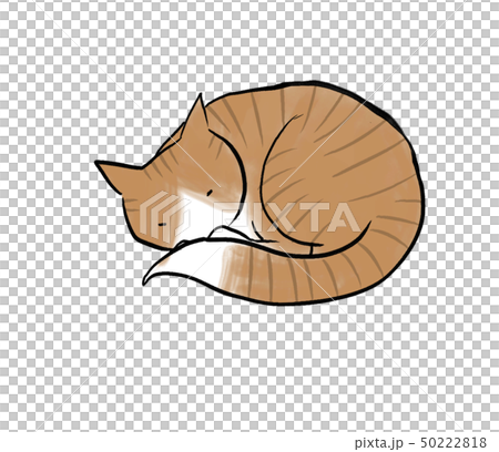 Friendly cat 50222818