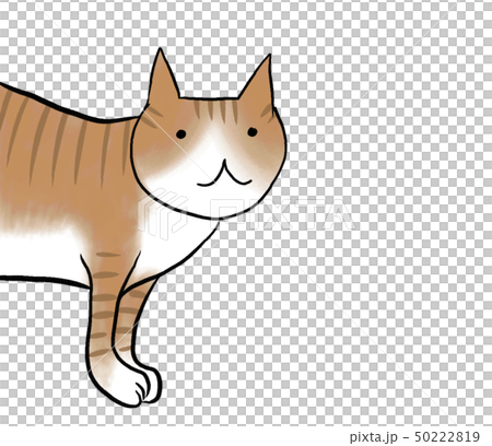 A cat 50222819