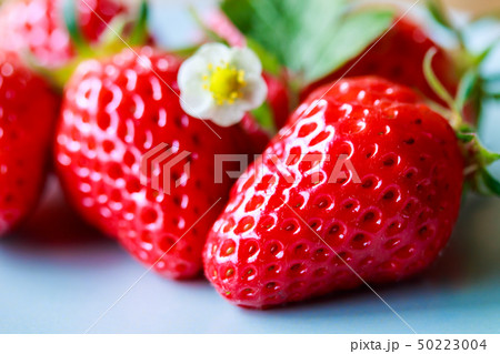 苺・章姫 50223004