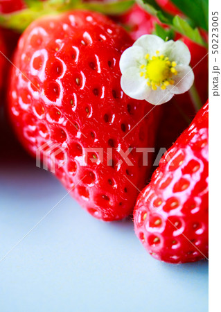 苺・章姫 50223005