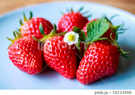 苺・章姫 50223006