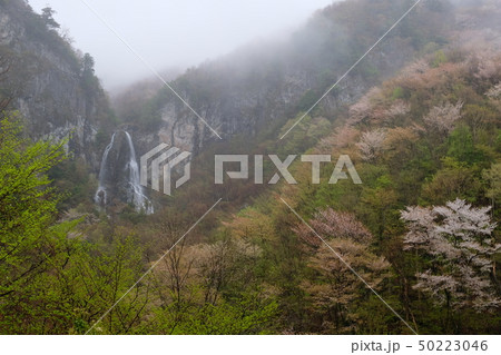 霞む迷滝と桜（奈良県五條市大塔） 50223046