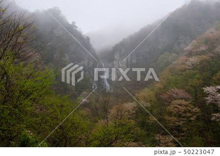 霞む迷滝と桜(奈良県五條市大塔) 霞む迷滝と桜(奈良県五條市大塔) 50223047