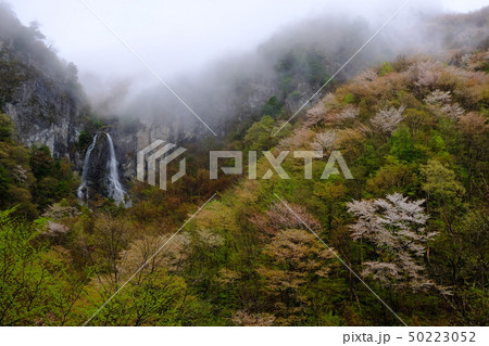 霞む迷滝と桜(奈良県五條市大塔) 霞む迷滝と桜(奈良県五條市大塔) 50223052