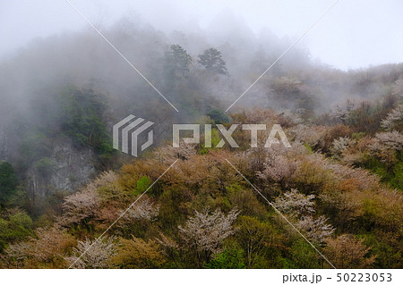 霞む迷滝と桜（奈良県五條市大塔） 50223053