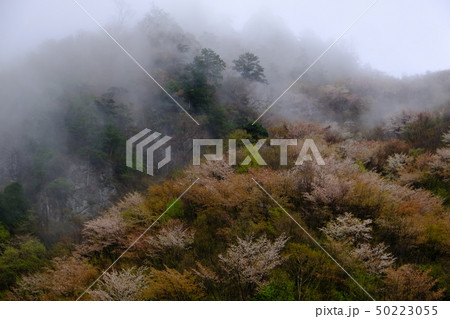 霞む迷滝と桜（奈良県五條市大塔） 50223055