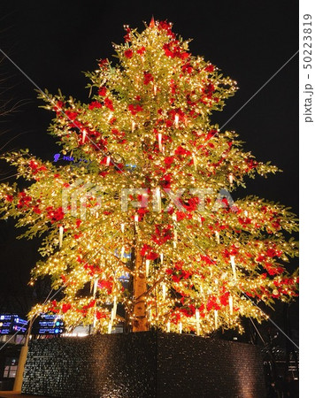 恵比寿クリスマスツリー 50223819