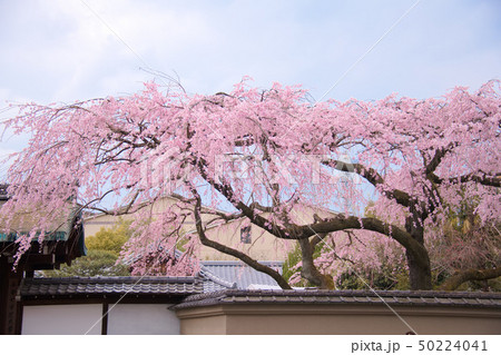有栖川宮旧邸の桜2019 有栖川宮旧邸の桜2019 50224041